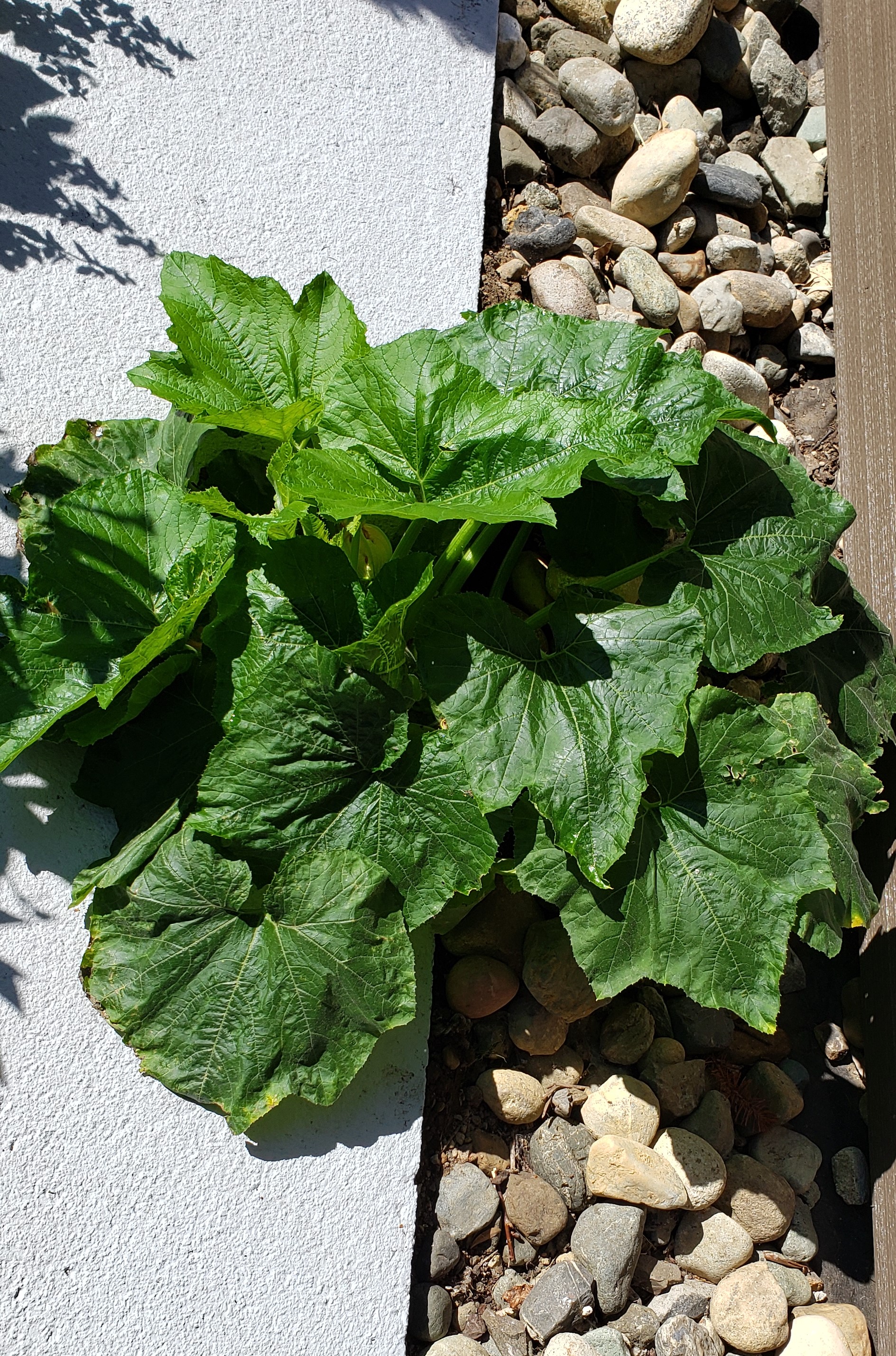 Aquaponic and Aquaculture growers should make bigger Zucchinis than me.