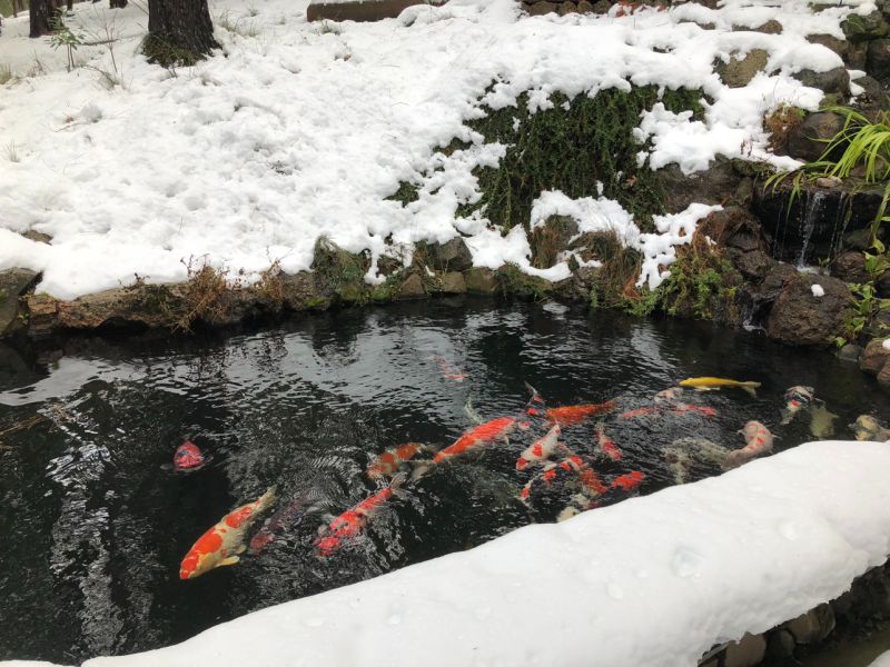 Keep the Koi Fish warm in California,  Canada and the rest of the world.