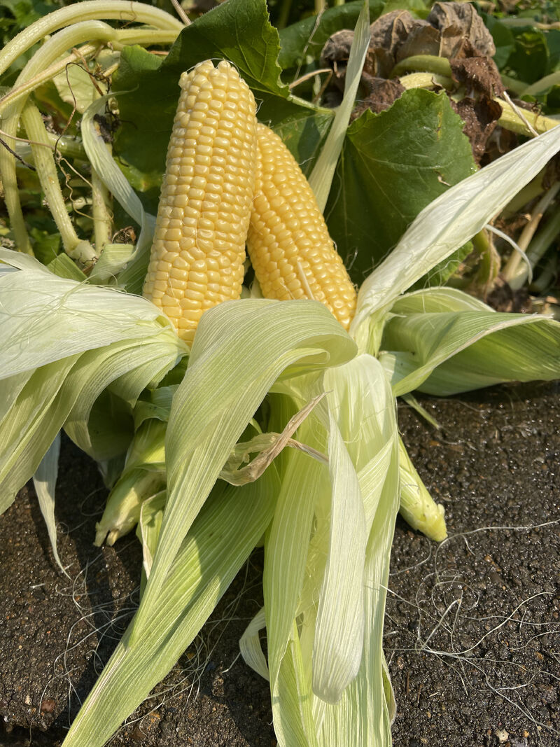 Harvesting corn from my garden early this year. Wonder how they would have done in a climate controlled green house.